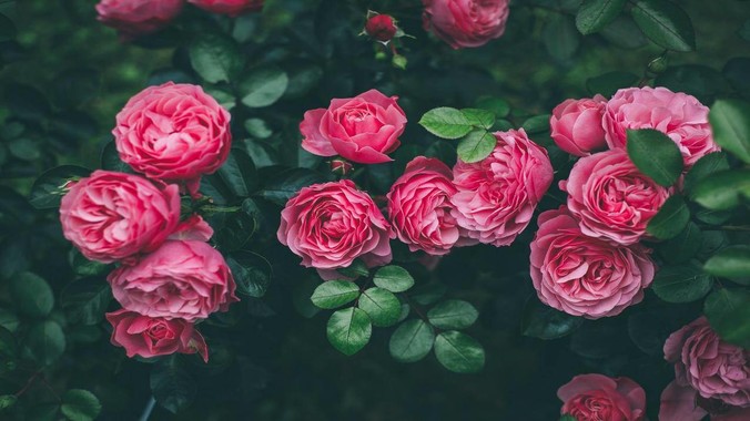 /detail/10736.html